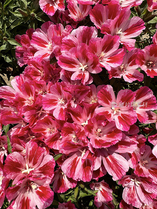 盆栽深色和浅粉色条纹开花缎面花(clarkia amoena)的全画幅图像，在阳光明媚的花园中心，高架视图